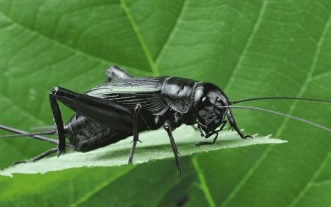 Why are very small black bugs in bathroom suddenly here? (Find out what draws them in)